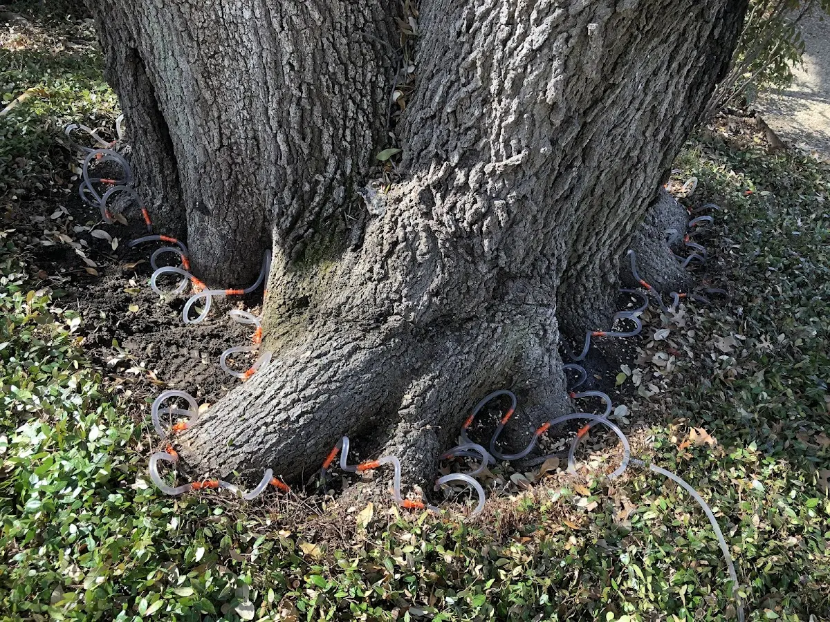 Detailed Tree Cabling and Bracing job site in Armstrong