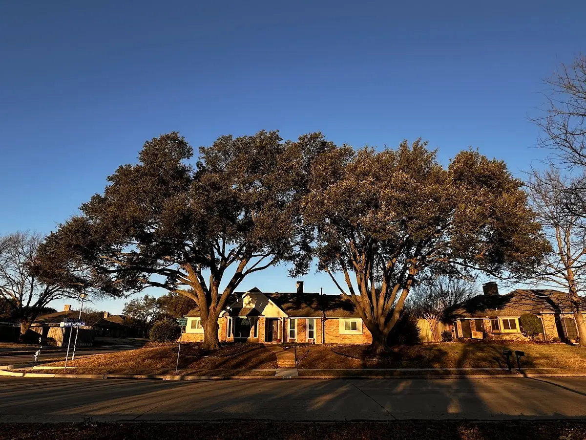 Established residential canopy tree shading a home in Armstrong